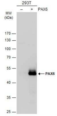 Western Blot: Pax6 Antibody [NBP2-19711]