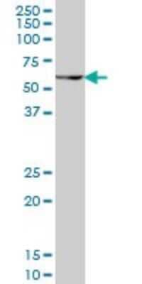 Western Blot: Pax7 Antibody (1E12) [H00005081-M05]