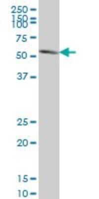 Western Blot: Pax7 Antibody (3C9) [H00005081-M03]