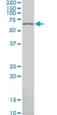 Western Blot: Pax7 Antibody (3C9) [H00005081-M03]