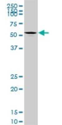 Western Blot: Pax7 Antibody (3C9) [H00005081-M03]