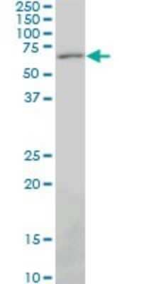 Western Blot: Pax7 Antibody (3H1) [H00005081-M06]