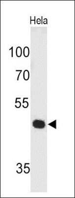 Western Blot: Pax7 Antibody (PAX7/497)Azide and BSA Free [NBP2-34706]