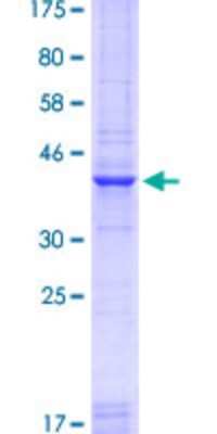 SDS-PAGE: Recombinant Human Pax7 GST (N-Term) Protein [H00005081-Q01]