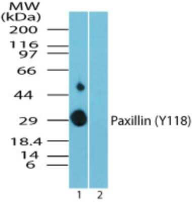 Western Blot: Paxillin [p Tyr118] Antibody [NBP2-24459]