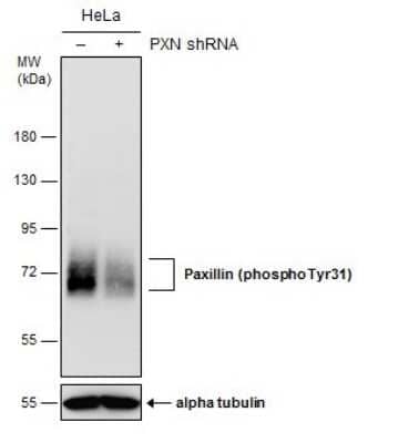 Western Blot: Paxillin [p Tyr31] Antibody [NBP3-13074]