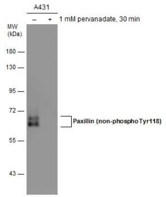 Western Blot: Paxillin Antibody (GT722) [NBP3-13562]