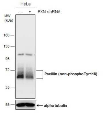 Western Blot: Paxillin Antibody (GT722) [NBP3-13562]