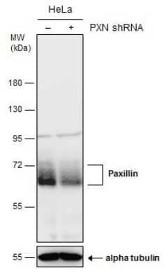 Western Blot: Paxillin Antibody (GT7612) [NBP3-13563]