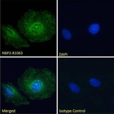 Immunocytochemistry/ Immunofluorescence: Paxillin Antibody (LD4 sAB) - Chimeric - Azide and BSA Free [NBP2-81063]