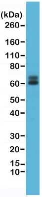 Western Blot: Paxillin Antibody (RM256) [NBP2-61576]