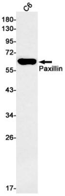 Western Blot: Paxillin Antibody (S04-3C3) [NBP3-20046]