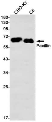 Western Blot: Paxillin Antibody (S07-1B4) [NBP3-20072]