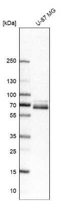 Western Blot: Paxillin Antibody [NBP2-57097]