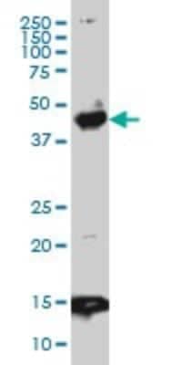 Western Blot: Pbx3 Antibody (1A9) [H00005090-M01]