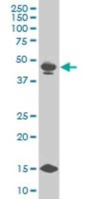 Western Blot: Pbx3 Antibody (2E12) [H00005090-M03]