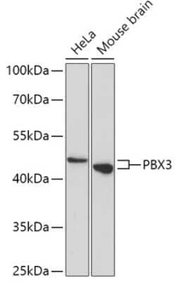 Western Blot: Pbx3 AntibodyAzide and BSA Free [NBP2-93576]