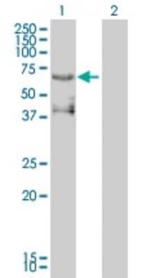 Western Blot: Pea3 Antibody (3G9-1B9) [H00002118-M01]