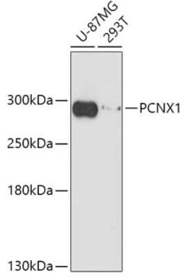 Western Blot: Pecanex AntibodyAzide and BSA Free [NBP2-94285]