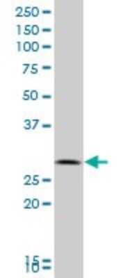 Western Blot: Peflin Antibody [H00553115-B01P]