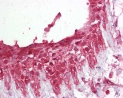 Immunohistochemistry-Paraffin: Pellino 1 Antibody [NB100-56672]