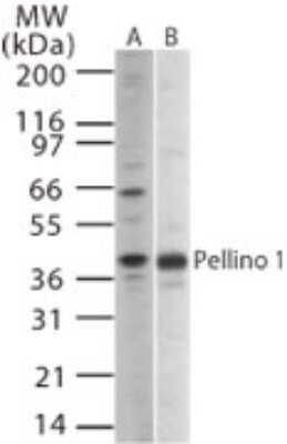 Western Blot: Pellino 1 Antibody [NB100-56672]