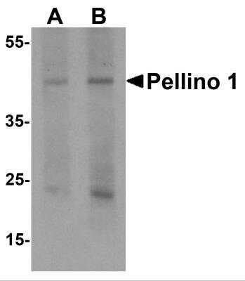 Western Blot: Pellino 1 AntibodyBSA Free [NBP2-81888]