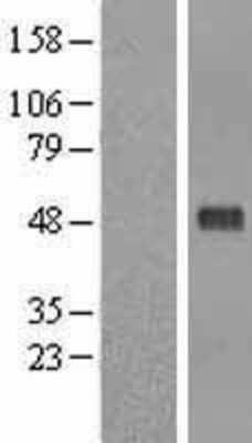 Western Blot: Pellino 1 Overexpression Lysate [NBL1-14282]