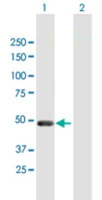 Western Blot: Pellino 2 Antibody [H00057161-B01P]