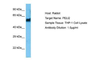 Western Blot: Pellino 2 Antibody [NBP2-88033]