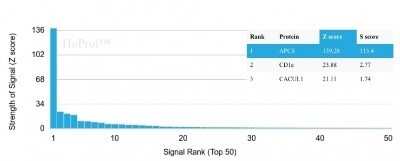 Protein Array: Pentraxin 2/SAP Antibody (APCS/3240) - Azide and BSA Free [NBP2-79848]