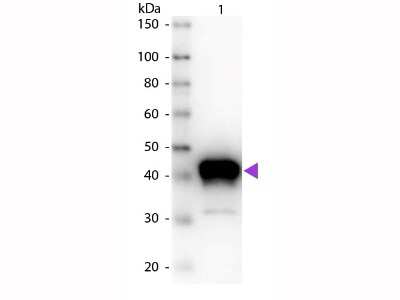 Western Blot: Pepsin Antibody [NBP2-44230]