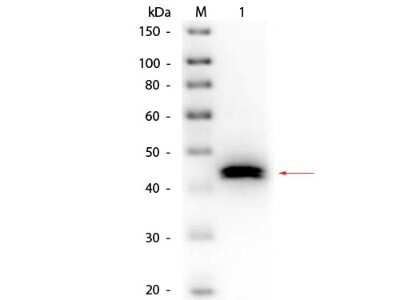 Western Blot: Pepsin Antibody [NBP2-44230]