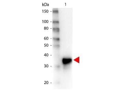 Western Blot: Pepsin Antibody [NBP2-44230]