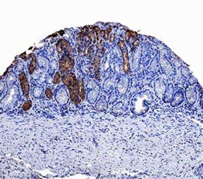 Immunohistochemistry: Pepsinogen A Antibody (961902) [MAB9350]