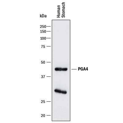 Western Blot: Pepsinogen A Antibody (961902) [MAB9350]