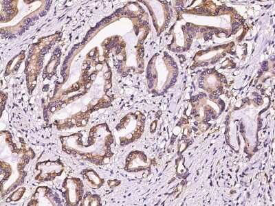 Immunohistochemistry-Paraffin: Pepsinogen A Antibody [NBP3-00065]