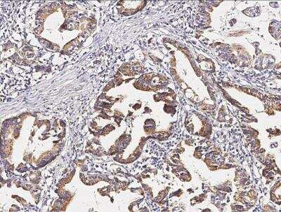 Immunohistochemistry-Paraffin: Pepsinogen A4/PGA4 Antibody (021) [NBP2-90168]