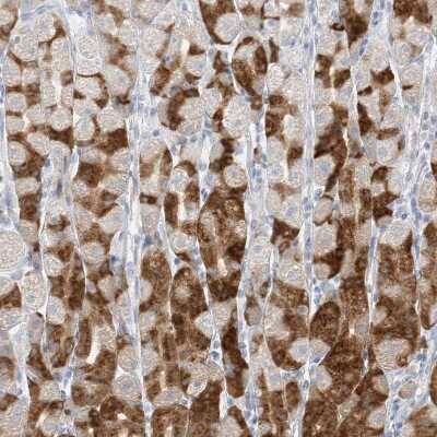 Immunohistochemistry-Paraffin: Pepsinogen C/PGC/Progastricsin Antibody [NBP1-91011]