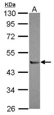 Western Blot: Peptidase Inhibitor 16/PI16 Antibody [NBP2-19771]