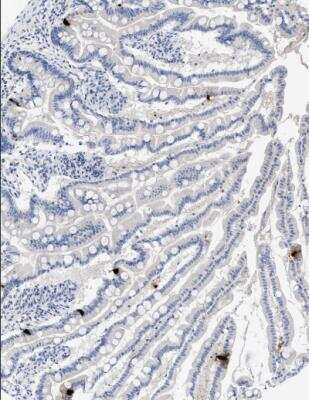 Immunohistochemistry-Paraffin: Peptide YY Antibody (1) - BSA Free [NBP1-05167]