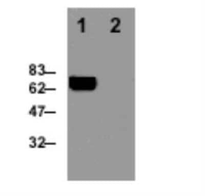 Western Blot: Perforin Antibody (CB5.4)BSA Free [NBP1-97512]