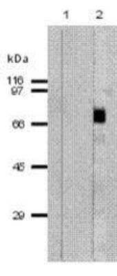 Western Blot: Perforin Antibody (CE2.10)BSA Free [NBP1-97440]