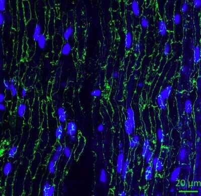 Immunohistochemistry-Frozen: Periaxin Antibody [NBP1-89598]