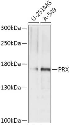 Western Blot: Periaxin AntibodyAzide and BSA Free [NBP2-93522]