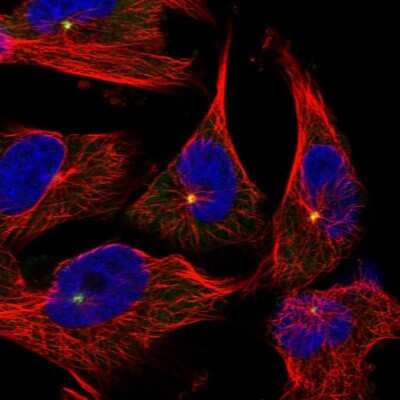 Immunocytochemistry/ Immunofluorescence: Pericentrin Antibody [NBP1-87771]