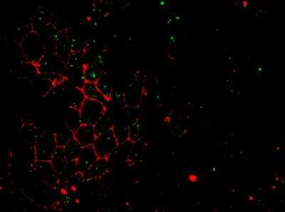 Immunocytochemistry/ Immunofluorescence: Pericentrin Antibody [NBP1-87772]