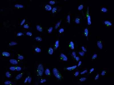 Immunocytochemistry/ Immunofluorescence: Pericentrin Antibody [NBP2-97596]