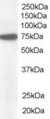 Western Blot: Pericentrin Antibody [NB100-63208]