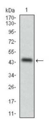 Western Blot: Perilipin-2/ADFP Antibody (2C5A3)Azide and BSA Free [NBP2-80907]